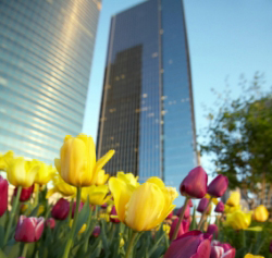 Chicago in the Spring
